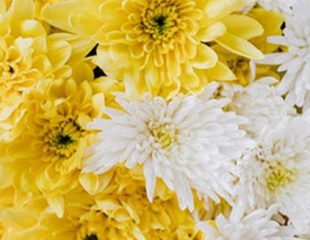 white and yellow coloured flower