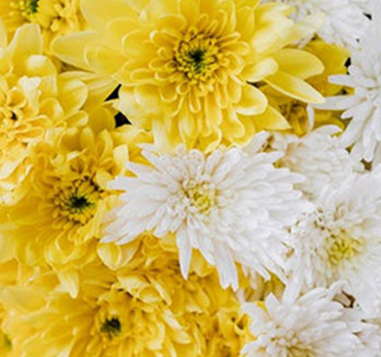 white and yellow coloured flower