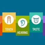 The five senses