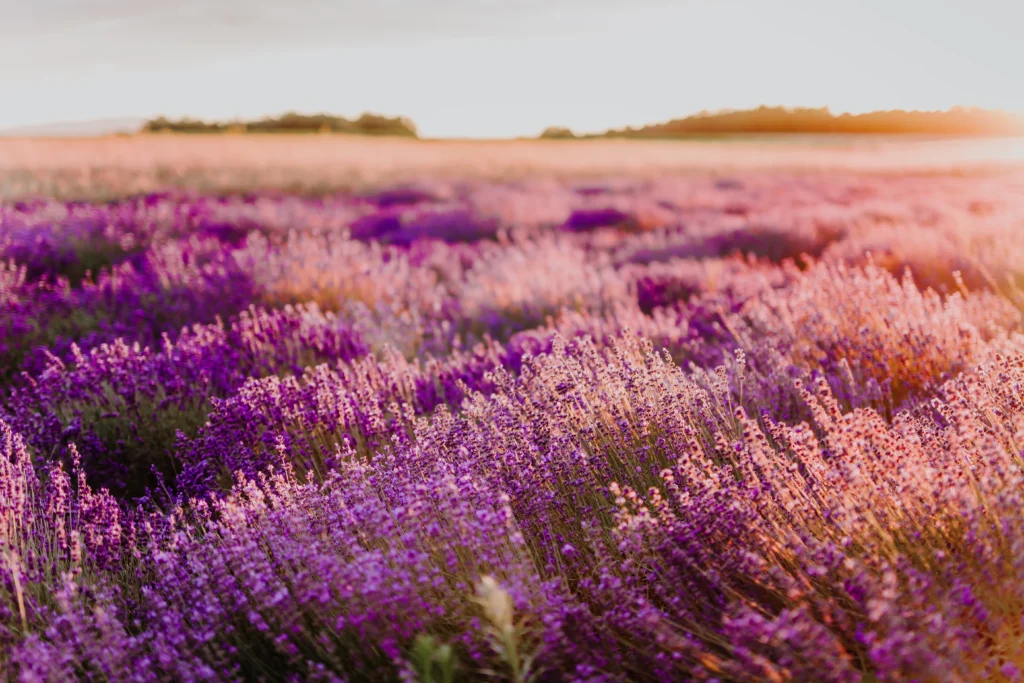 purple-flowering-plants-field