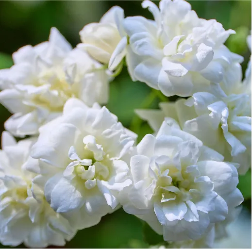 WHITE FLORAL